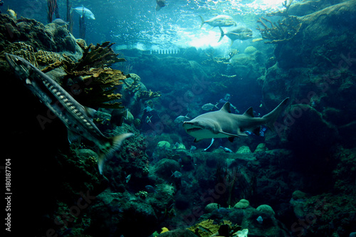 An underwater scene, sharks, fish a large barracuda in blue salt water. 