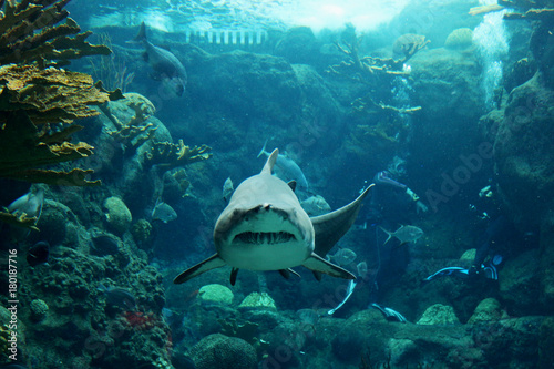 A tiger shark heads straigh...