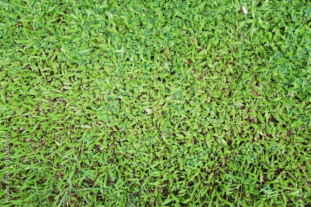 close up fresh green grass in nature garden close up fresh green grass in nature garden