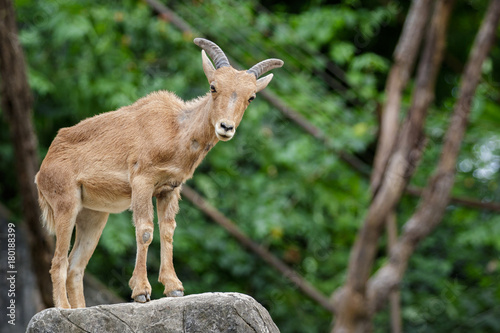 Fotografie Image of a barbary sheep on the rocks. Wildlife Animals.