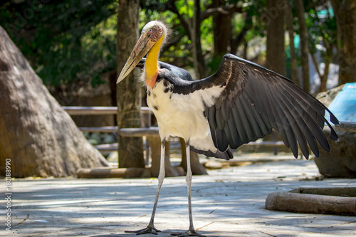 Image of a Lesser adjutant stork. wild animals. photo