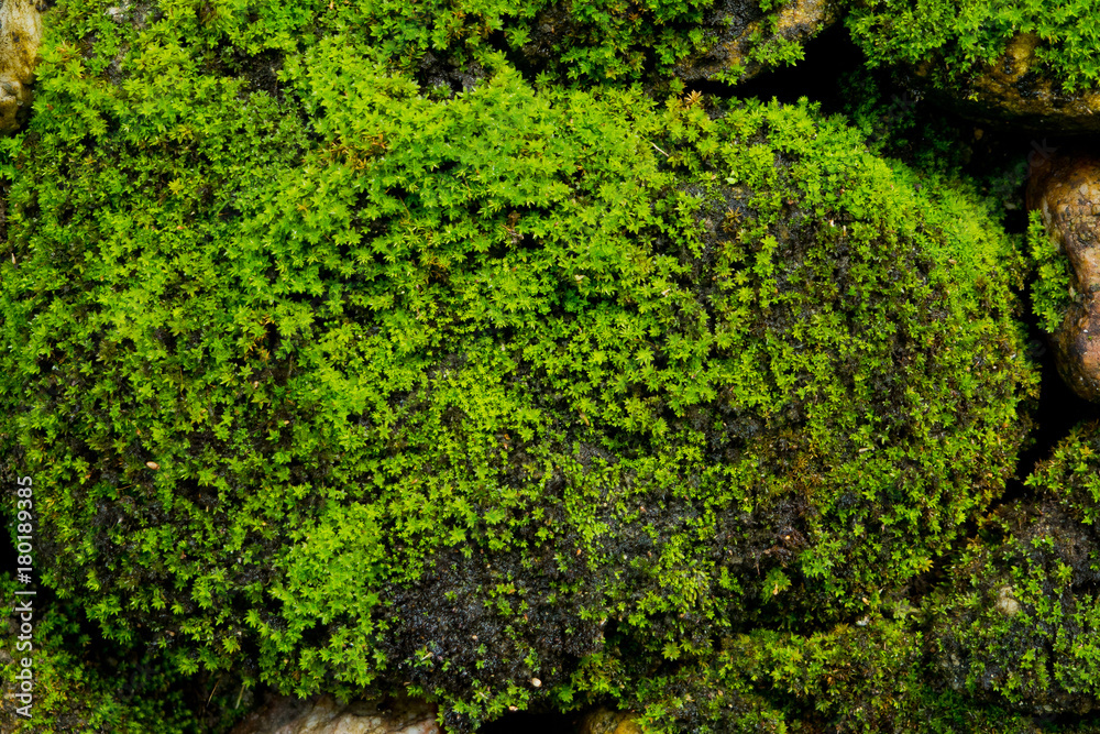 Moss grass on rock. green nature background