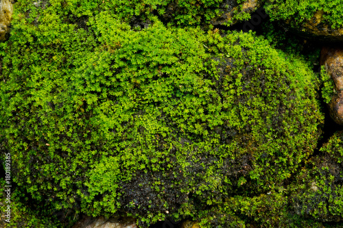 Moss grass on rock. green nature background