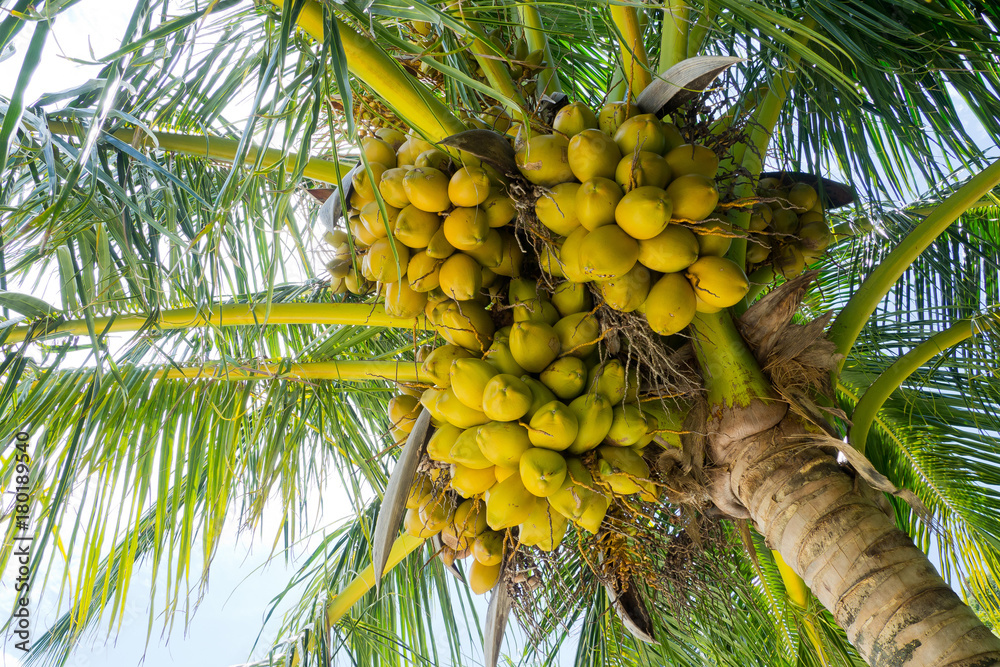 Fototapeta premium coconut fruit