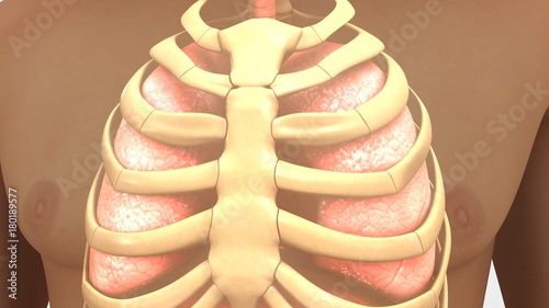 Lungs and Rib cage