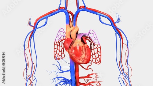 Human Heart photo