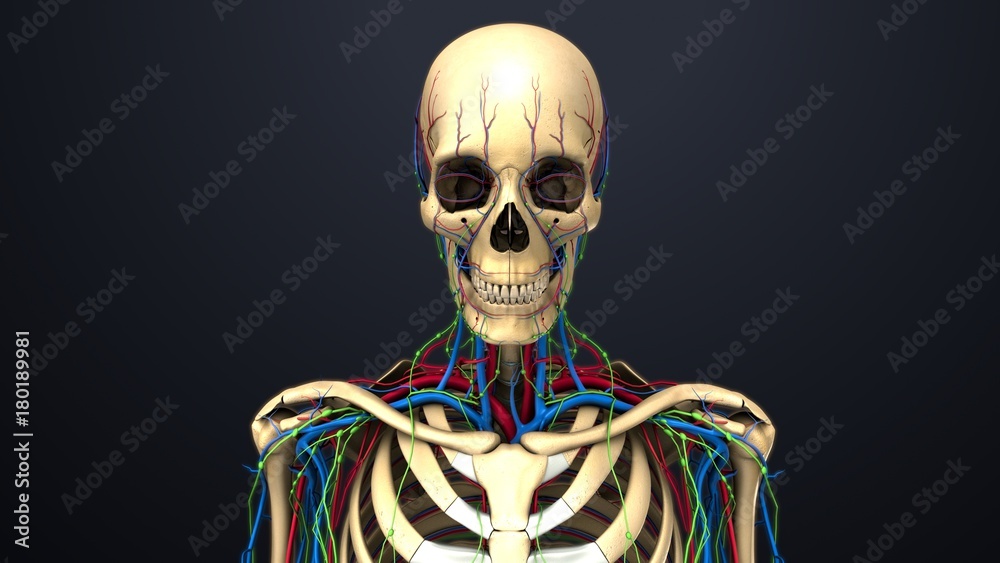 Human Skeleton with blood vessels, nerves, arteries and veins Human Skeleton with blood vessels, nerves, arteries and veins