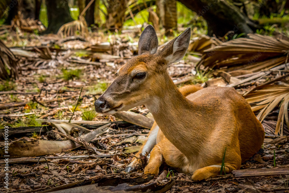 Fototapeta premium Deer relaxing in the shade, on a hot Florida day