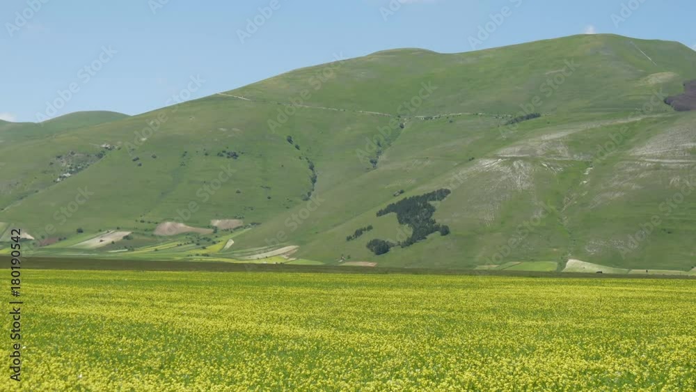 Castelluccio di Norcia fioritura delle lenticchie Castelluccio di Norcia fioritura delle lenticchie