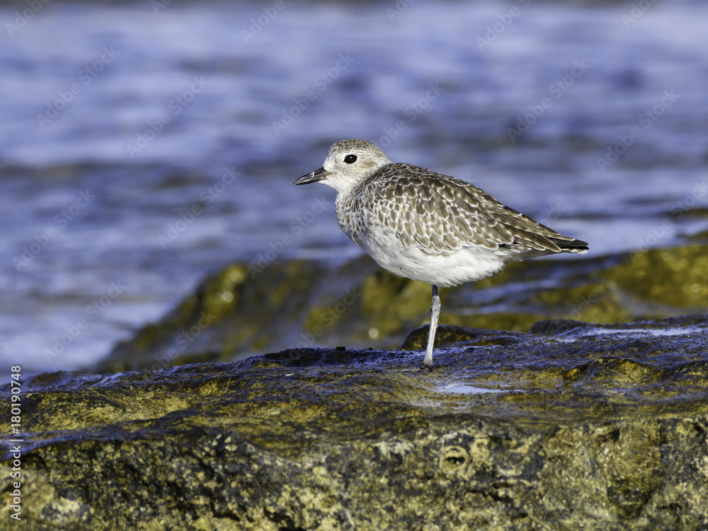 Grey Plover Standing on One Leg Grey Plover Standing on One Leg