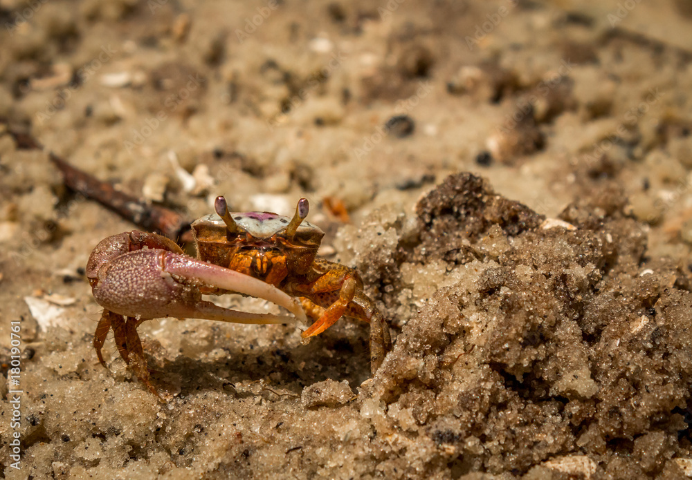 Crab maintaning his burrow Crab maintaning his burrow