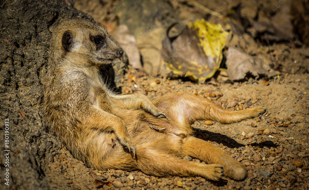 Obraz premium Meerkat, just chilling