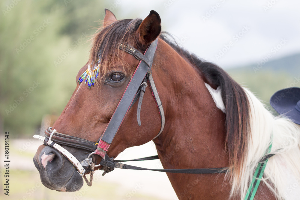 Pictures of horses, brown, pets, beautiful hair, eyes