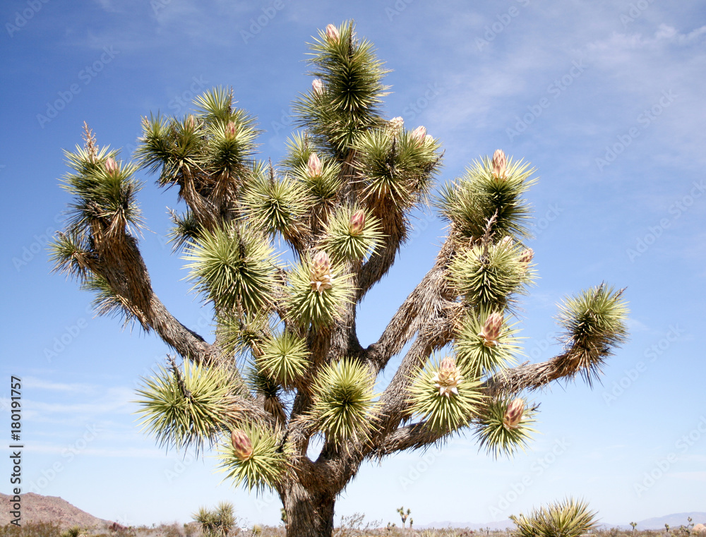 Joshua Tree, (Yucca Palm) photo against a blue sky in the Joshua National Park, California Joshua Tree, (Yucca Palm) photo against a blue sky in the Joshua National Park, California
