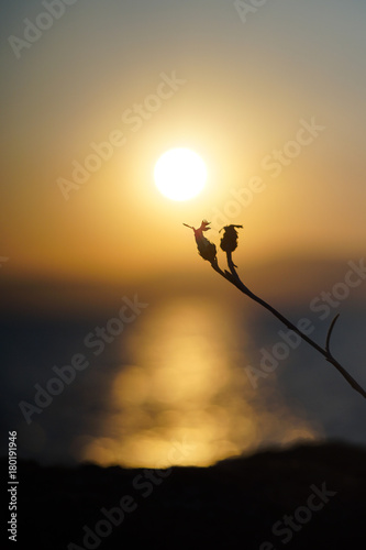 Plant silhouette on sunset © Zoran
