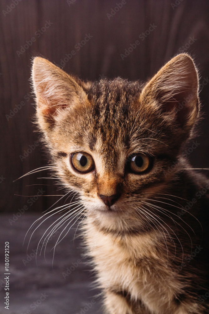 Home kitten on a dark background