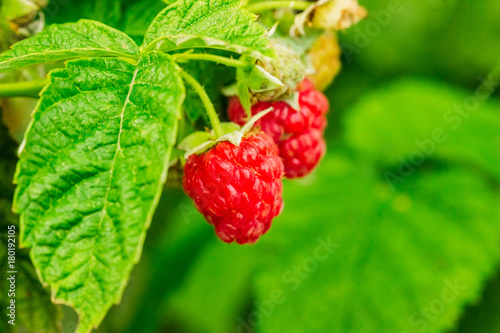 Ripe raspberries on a branch