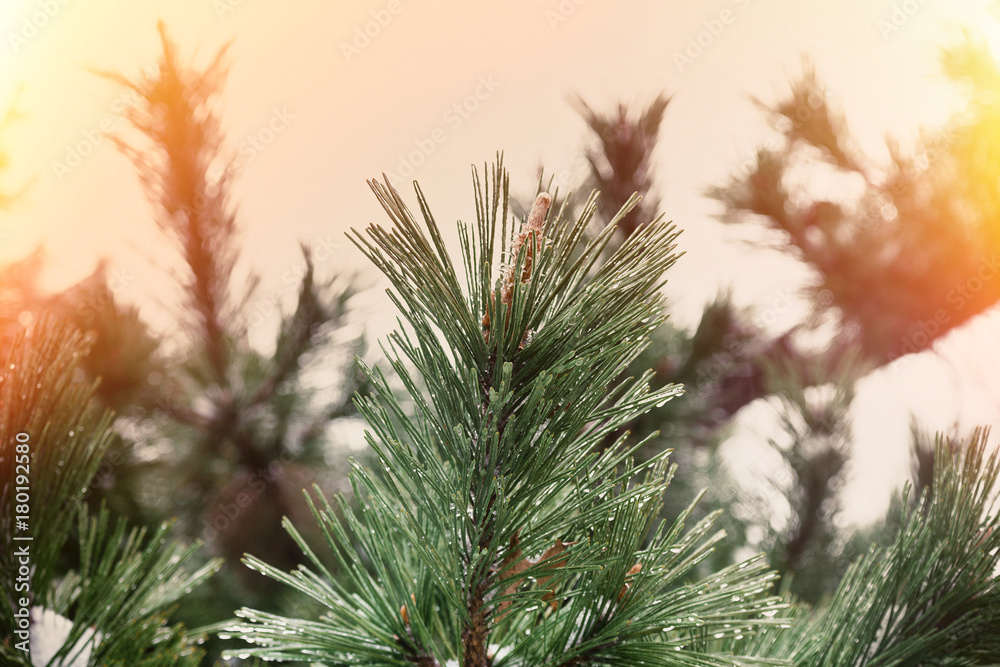 Christmas Border Art Design. Holiday Decorations