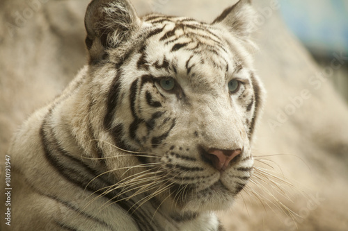 White tiger   White tiger at Chiang Mai Night Safari   Thailand