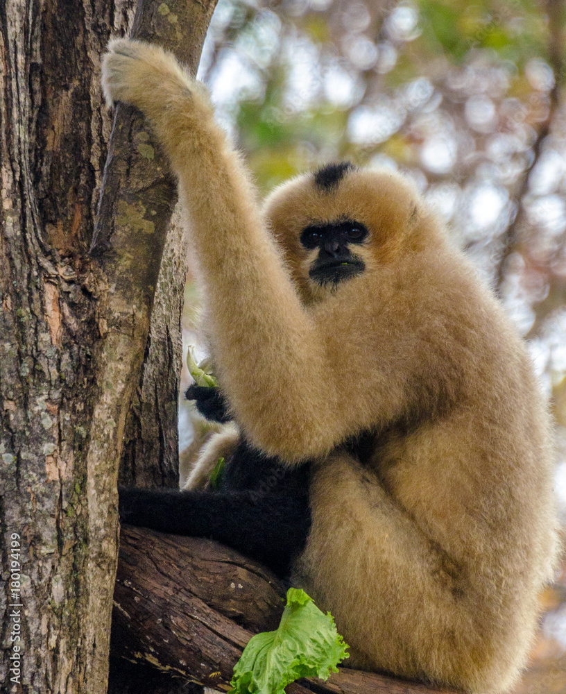 Fototapeta premium Tan Hues on a Gibbon Perched in a Tree