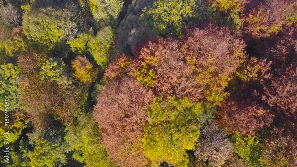 Drone aerial view of woods during the autumn season with warm colors Drone aerial view of woods during the autumn season with warm colors