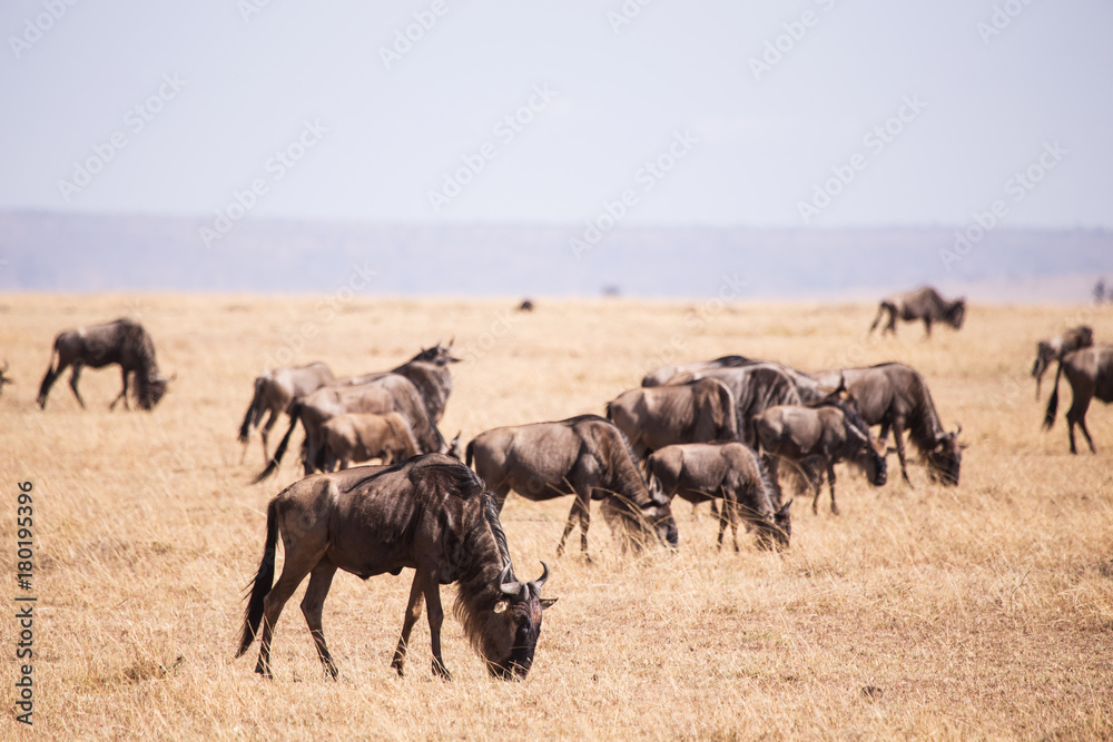 wildebeest in Masai Mara National Park in Kenya Africa wildebeest in Masai Mara National Park in Kenya Africa