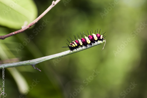 Thailand Caterpillar in natural forest photo