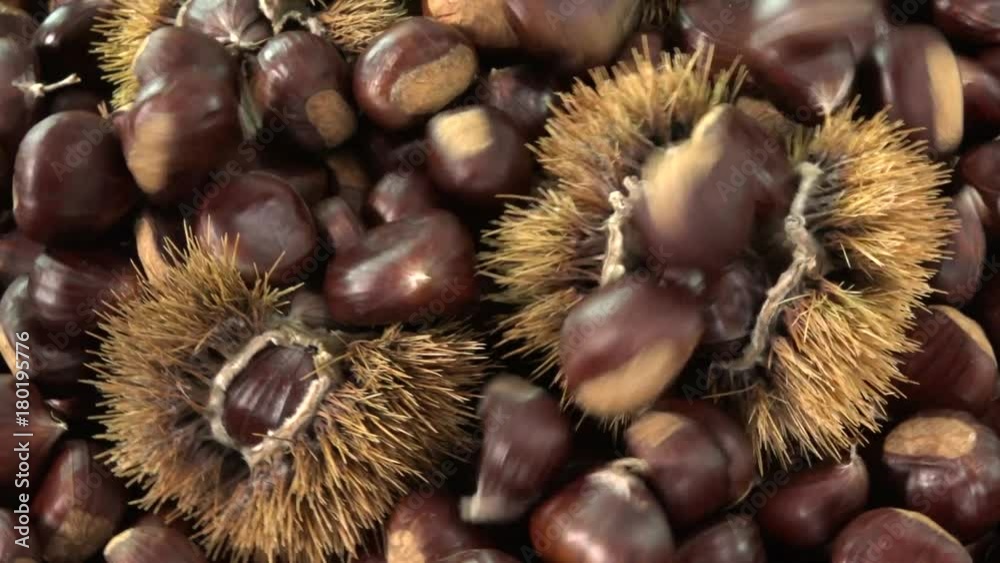 Sweet chestnut falling on rotating table, Castanea sativa fall food. Typical autumnal fresh fruit rotates on background, close-up of forest harvest Sweet chestnut falling on rotating table, Castanea sativa fall food. Typical autumnal fresh fruit rotates on background, close-up of forest harvest