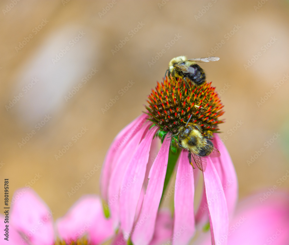 Bees on Echinacea Bees on Echinacea