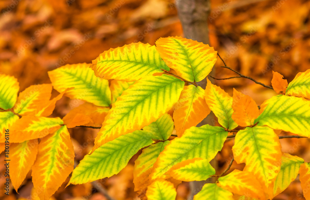 Elm Fall folliage Elm Fall folliage