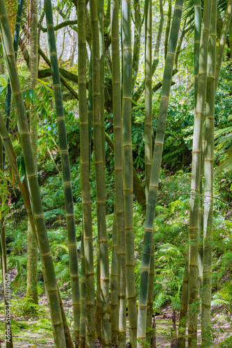 bamboo in a forest sao miguel azores
