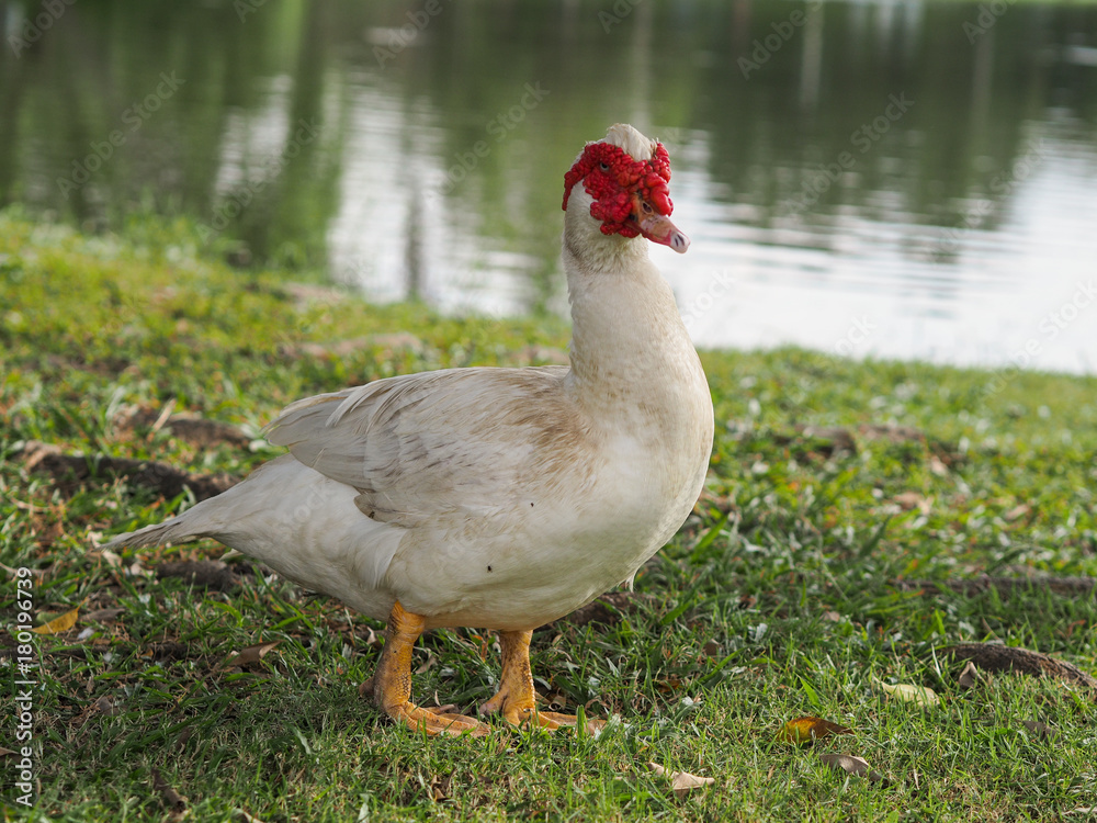 Obraz premium White goose that has a red beak , is in front of the lake.