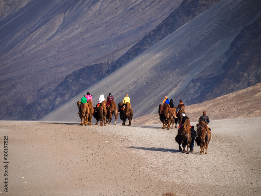 Camel for tourists of Lah ladakh