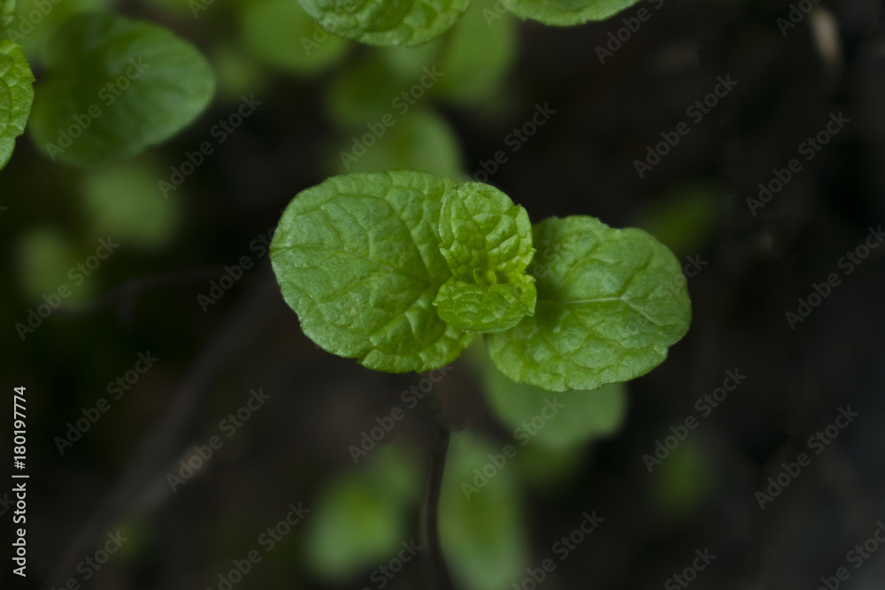 Mint leaves Mint leaves