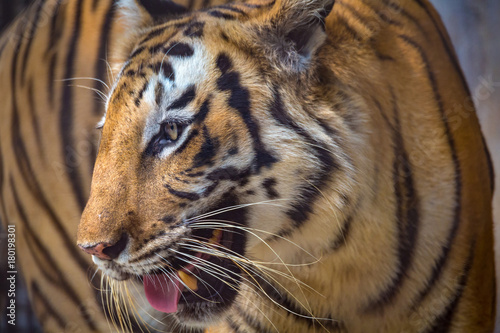 Fototapeta Naklejka Na Ścianę i Meble -  Indian Bengal Tiger close up view