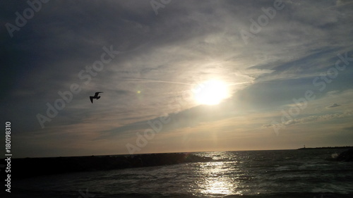 gabbiano che vola sul mare, al tramonto © sommaria