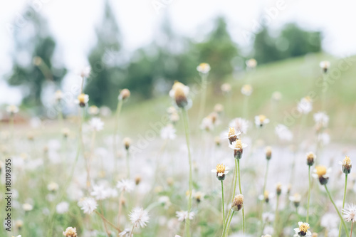 Abstract plant dandelions blurred yellow flower field. soft focus background in vintage filter tone.