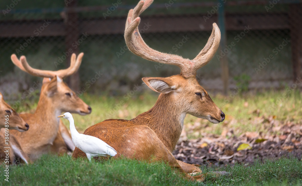 Fototapeta premium Indian deer at a safari park