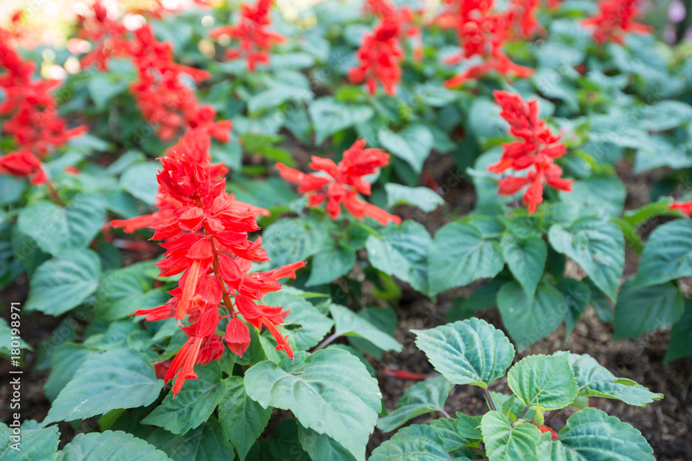 Flowers bloom in winter Flowers bloom in winter
