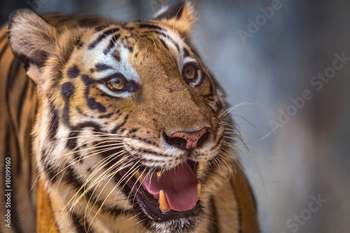 Royal Bengal Tiger closeup head shot.