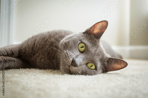 Russian blue cat