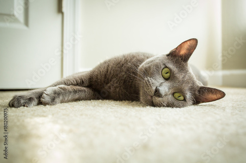 Quadro su tela Russian blue cat