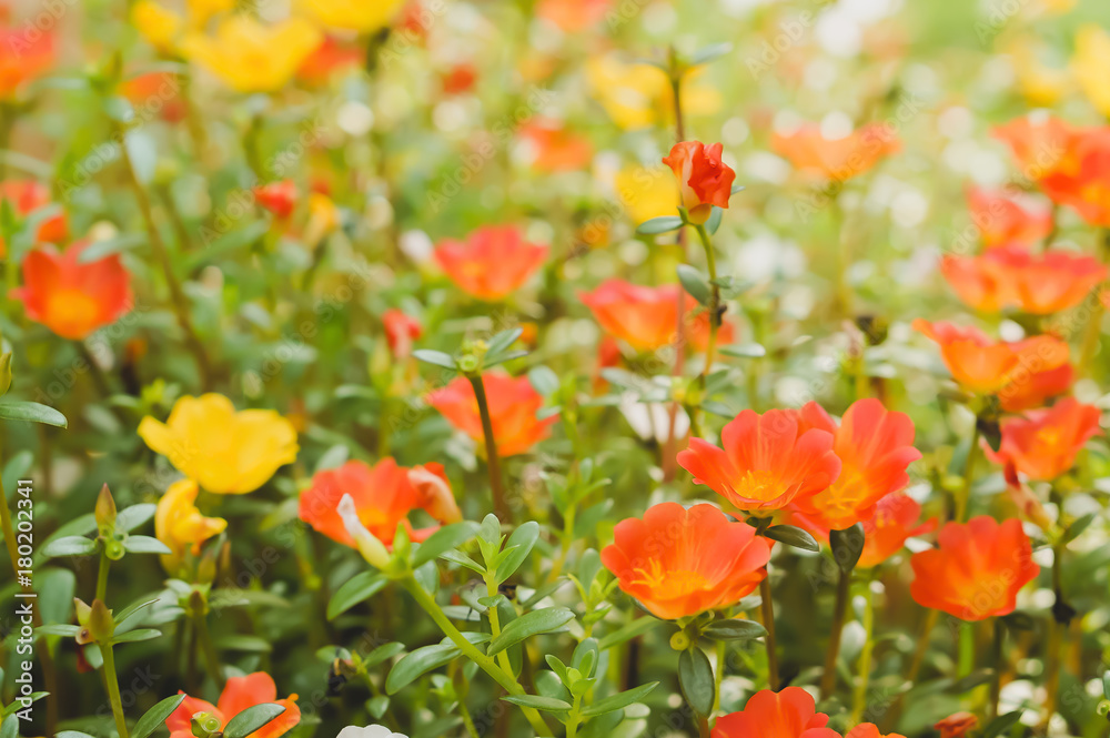 Common Purslane orange and yellow flower spring background Common Purslane orange and yellow flower spring background