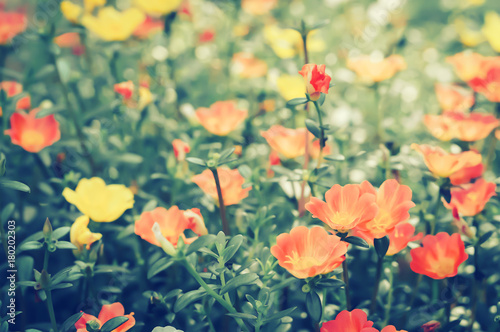 Common Purslane orange and yellow flower spring background © Alex395