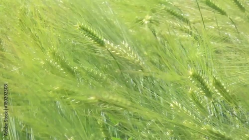 Frumento spighe di grano nei campi coltivati che ondeggiano al vento