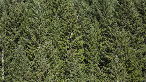 Isolated View of Pine Tree Forest, No Sky, Daytime - Willamette Valley, Oregon