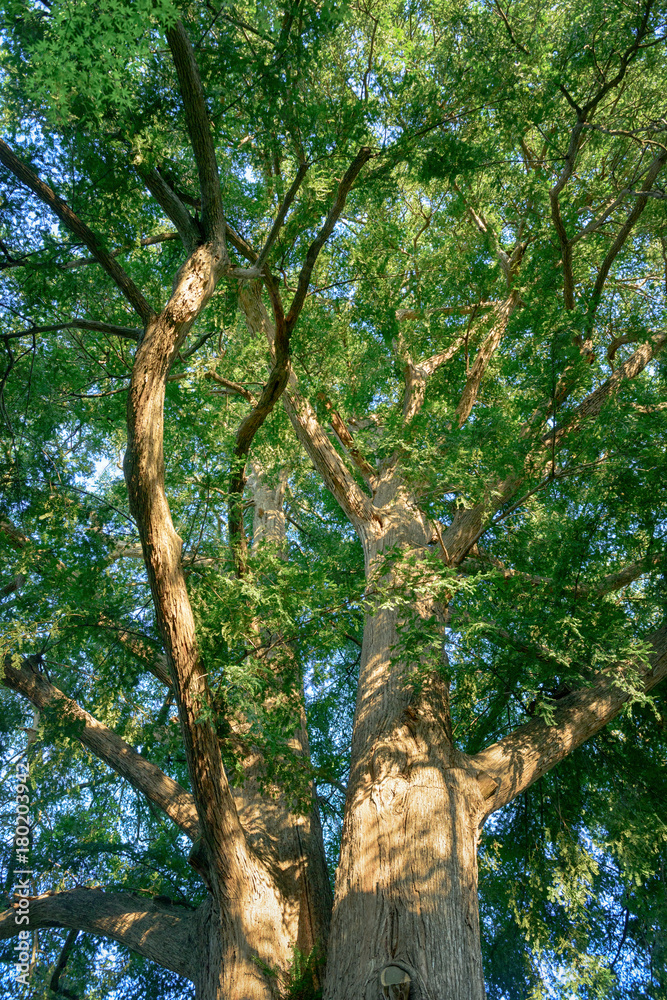 常緑樹, エコロジーイメージ