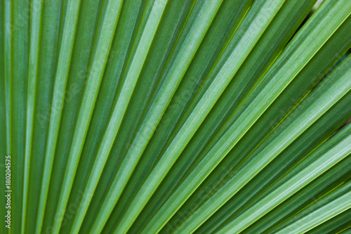 Close up pattern line and texture of palm leaves background. Palm is . largest family (secondary to grass) in terms of number of species. There are more than 210 species of 3,800 species.