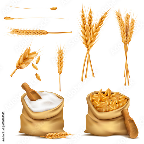 Vector set realistic canvas bags full of grains or cereals, flour, spikes. Harvest of wheat, rye, barley, oat. 3d illustrations, print, design elements