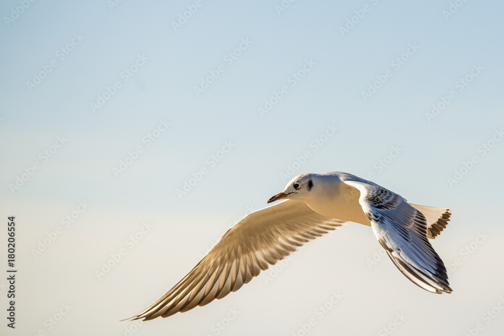 Obraz premium Lachmöwe beim Flug